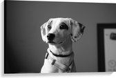 WallClassics - Canvas - Whippet Hond Zwart - Wit - 90x60 cm Foto op Canvas Schilderij (Wanddecoratie op Canvas)