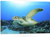 PVC Schuimplaat- Zwemmende Zeeschildpad bij Koraal op de Zeebodem - 75x50 cm Foto op PVC Schuimplaat