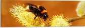 WallClassics - Dibond - Hommel op Gele Bloem - 90x30 cm Foto op Aluminium (Wanddecoratie van metaal)