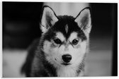 WallClassics - PVC Schuimplaat - Husky Hond in het Zwart Wit - 60x40 cm Foto op PVC Schuimplaat (Met Ophangsysteem)