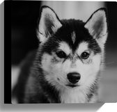 WallClassics - Canvas - Husky Hond in het Zwart Wit - 30x30 cm Foto op Canvas Schilderij (Wanddecoratie op Canvas)