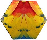 Dibond Hexagon - Close-up van Kleurrijke Veren - 50x43.5 cm Foto op Hexagon (Met Ophangsysteem)