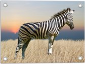 Tuinposter – Zijaanzicht van Zebra in Grassen tijdens Zonsopkomst - 40x30 cm Foto op Tuinposter (wanddecoratie voor buiten en binnen)