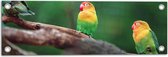 Tuinposter – Trio van Blije Kleurrijke Vogels op Takken van Bomen - 60x20 cm Foto op Tuinposter (wanddecoratie voor buiten en binnen)