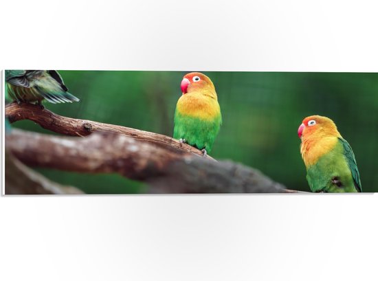 PVC Schuimplaat- Trio van Blije Kleurrijke Vogels op Takken van Bomen - 60x20 cm Foto op PVC Schuimplaat