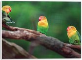 PVC Schuimplaat- Trio van Blije Kleurrijke Vogels op Takken van Bomen - 40x30 cm Foto op PVC Schuimplaat