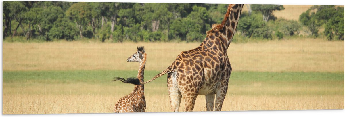 Vlag - Lopende Giraffe en Baby Giraffe - 120x40 cm Foto op Polyester Vlag