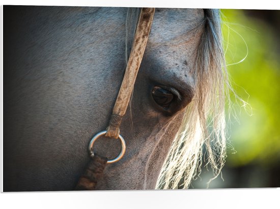 WallClassics - PVC Schuimplaat- Oog van Wit Buigend Paard - 75x50 cm Foto op PVC Schuimplaat