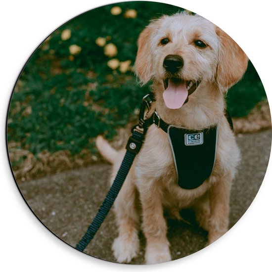 WallClassics - Dibond Muurcirkel - Zittende Hond met Tong en Tuigje met Halsband - 30x30 cm Foto op Aluminium Muurcirkel (met ophangsysteem)
