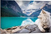 WallClassics - Dibond - Witte Hond liggend bij Bergen en Water - Samojeed - 90x60 cm Foto op Aluminium (Met Ophangsysteem)
