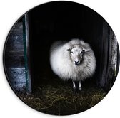 WallClassics - Dibond Muurcirkel - Wit Schaap in de Stal - 20x20 cm Foto op Aluminium Muurcirkel (met ophangsysteem)