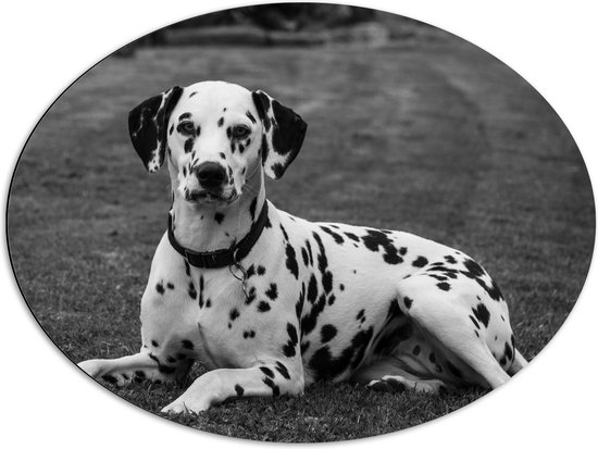 WallClassics - Dibond Ovaal - Liggende Dalmatier Hond in het Zwart Wit - 80x60 cm Foto op Ovaal (Met Ophangsysteem)