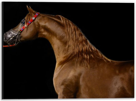 WallClassics - Dibond - Zijkant van Bruin Paard tegen Zwarte Achtergrond - 40x30 cm Foto op Aluminium (Met Ophangsysteem)