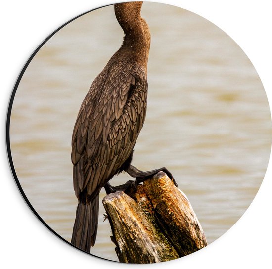 WallClassics - Dibond Muurcirkel - Vogel op Houten Paal in de Zee - Aalscholver - 20x20 cm Foto op Aluminium Muurcirkel (met ophangsysteem)