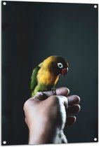 WallClassics - Tuinposter – Vogel op Hand - Zwartmaskeragapornis - 70x105 cm Foto op Tuinposter (wanddecoratie voor buiten en binnen)