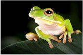 Poster Glanzend – Gifgroene Kikker met Grote Ogen op Donkergroen Blad - 75x50 cm Foto op Posterpapier met Glanzende Afwerking