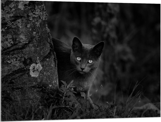 Acrylglas - Aankijkende Kat bij Boom (zwart- wit) - 100x75 cm Foto op Acrylglas (Met Ophangsysteem)