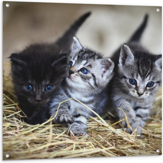 WallClassics - Tuinposter – Trio Jonge Kittens in het Hooi - 100x100 cm Foto op Tuinposter (wanddecoratie voor buiten en binnen)