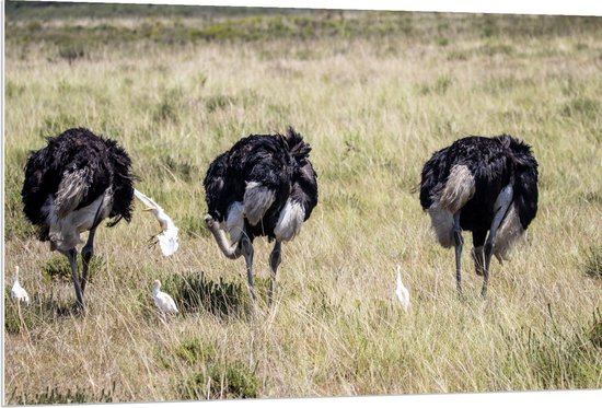 PVC Schuimplaat- Drie Struisvogels in Grasveld - 120x80 cm Foto op PVC Schuimplaat