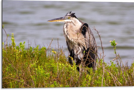 WallClassics - Dibond - Reiger tussen de Planten - 75x50 cm Foto op Aluminium (Wanddecoratie van metaal)