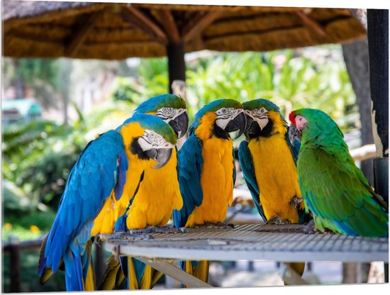 Acrylglas - Vijf Papegaaien bij Elkaar onder Rieten Parasol - 100x75 cm Foto op Acrylglas (Wanddecoratie op Acrylaat)
