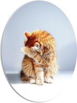 WallClassics - PVC Schuimplaat Ovaal - Oranje Verstoppende Kat tegen Witte Achtergrond - 30x40 cm Foto op Ovaal (Met Ophangsysteem)