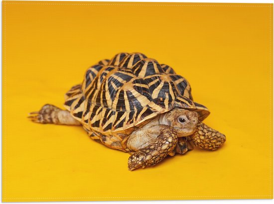 Vlag - Kleine Schildpad op Gele Achtergrond - 40x30 cm Foto op Polyester Vlag