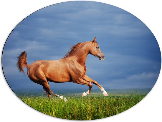 Dibond Ovaal - Bruin Paard Galopperend in het Gras - 80x60 cm Foto op Ovaal (Met Ophangsysteem)