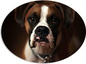 WallClassics - PVC Schuimplaat Ovaal - Bruine Hond met Witte Vlekken - Boxer - 80x60 cm Foto op Ovaal (Met Ophangsysteem)