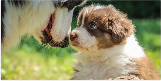 WallClassics - Poster (Mat) - Bruin met Wit Hondje met Moeder - 100x50 cm Foto op Posterpapier met een Matte look