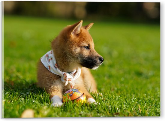 WallClassics - Acrylglas - Bruine Shiba Hond in het Gras - 40x30 cm Foto op Acrylglas (Met Ophangsysteem)