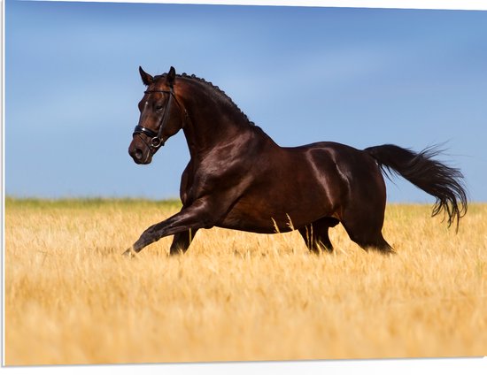 PVC Schuimplaat - Bruin Paard Gallopernd door het Hoge Gras - 80x60 cm Foto op PVC Schuimplaat (Met Ophangsysteem)