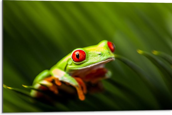 Dibond - Groene Kikker met Rode ogen in het Gras - 75x50 cm Foto op Aluminium (Met Ophangsysteem)