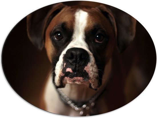 WallClassics - Dibond Ovaal - Bruine Hond met Witte Vlekken - Boxer - 68x51 cm Foto op Ovaal (Met Ophangsysteem)