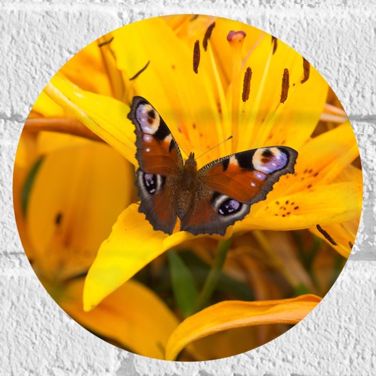 Muursticker Cirkel - Multi Gekleurde Vlinder op Gele Lelie Bloem - 20x20 cm Foto op Muursticker
