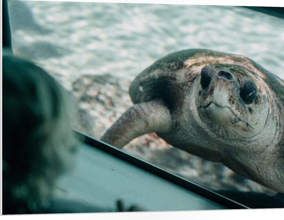 PVC Schuimplaat - Grote Schildpad achter Glas in Aquarium - 100x75 cm Foto op PVC Schuimplaat (Met Ophangsysteem)