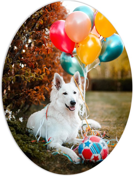 WallClassics - PVC Schuimplaat Ovaal - Liggende Hond met Bal en Ballonnen - 60x80 cm Foto op Ovaal (Met Ophangsysteem)