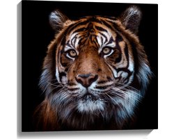 Canvas - Portret van Sumatraanse Tijger tegen Zwarte Achtergrond - 60x60 cm Foto op Canvas Schilderij (Wanddecoratie op Canvas)