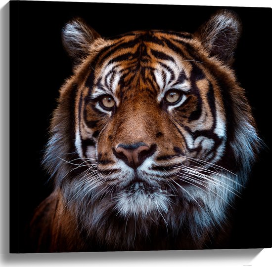 Canvas - Portret van Sumatraanse Tijger tegen Zwarte Achtergrond - 60x60 cm Foto op Canvas Schilderij (Wanddecoratie op Canvas)