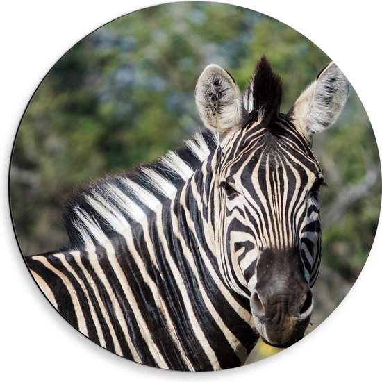 Dibond Muurcirkel - Portret van Omkijkende Zebra bij Bomen - 50x50 cm Foto op Aluminium Muurcirkel (met ophangsysteem)