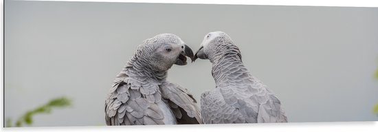 Dibond - Liefdevol Grijs Vogelpaar met Rode Staarten - 150x50 cm Foto op Aluminium (Wanddecoratie van metaal)