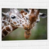 Muursticker - Liefdevol Giraffe Duo - 80x60 cm Foto op Muursticker