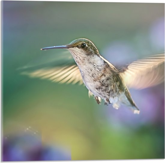 WallClassics - Acrylglas - Vliegende Robijnkeelkolibrie Vogel met Wazige Achtergrond - 50x50 cm Foto op Acrylglas (Wanddecoratie op Acrylaat)