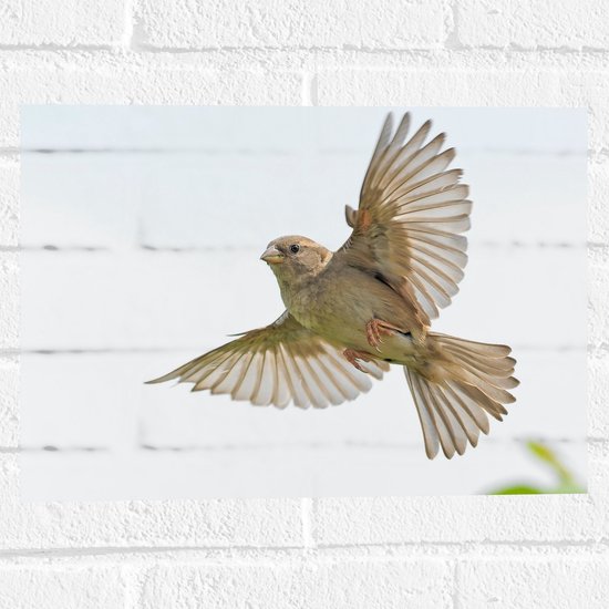 WallClassics - Muursticker - Vliegende Vogel - Passer - 40x30 cm Foto op Muursticker