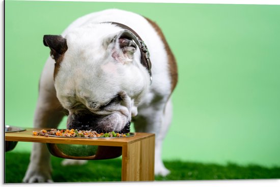WallClassics - Dibond - Hondje aan het Eten voor Groene Achtergrond - Buldog - 75x50 cm Foto op Aluminium (Met Ophangsysteem)