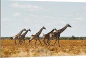 Dibond - Kudde Rennende Giraffen door Afrikaans Landschap - 120x80 cm Foto op Aluminium (Wanddecoratie van metaal)