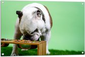 WallClassics - Tuinposter – Hondje aan het Eten voor Groene Achtergrond - Buldog - 90x60 cm Foto op Tuinposter (wanddecoratie voor buiten en binnen)