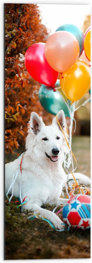 WallClassics - Dibond - Liggende Hond met Bal en Ballonnen - 30x90 cm Foto op Aluminium (Wanddecoratie van metaal)