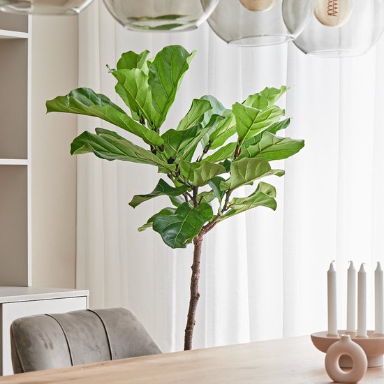 Grote Ficus Lyrata (Tabaksplant) kamerplant| Kamerplant in pot |  ↕ Hoogte 130cm | Ø27cm