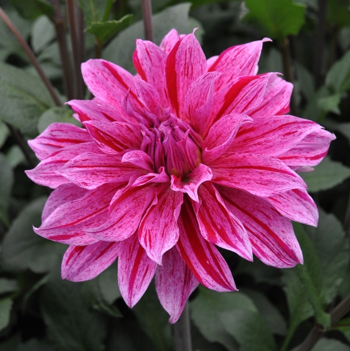 Dahlia Babylon lila gevlamd | 6 stuks | Decoratieve Dahlia | Knol | Paars | Dahlia Knollen van Top Kwaliteit | 100% Bloeigarantie | QFB Gardening